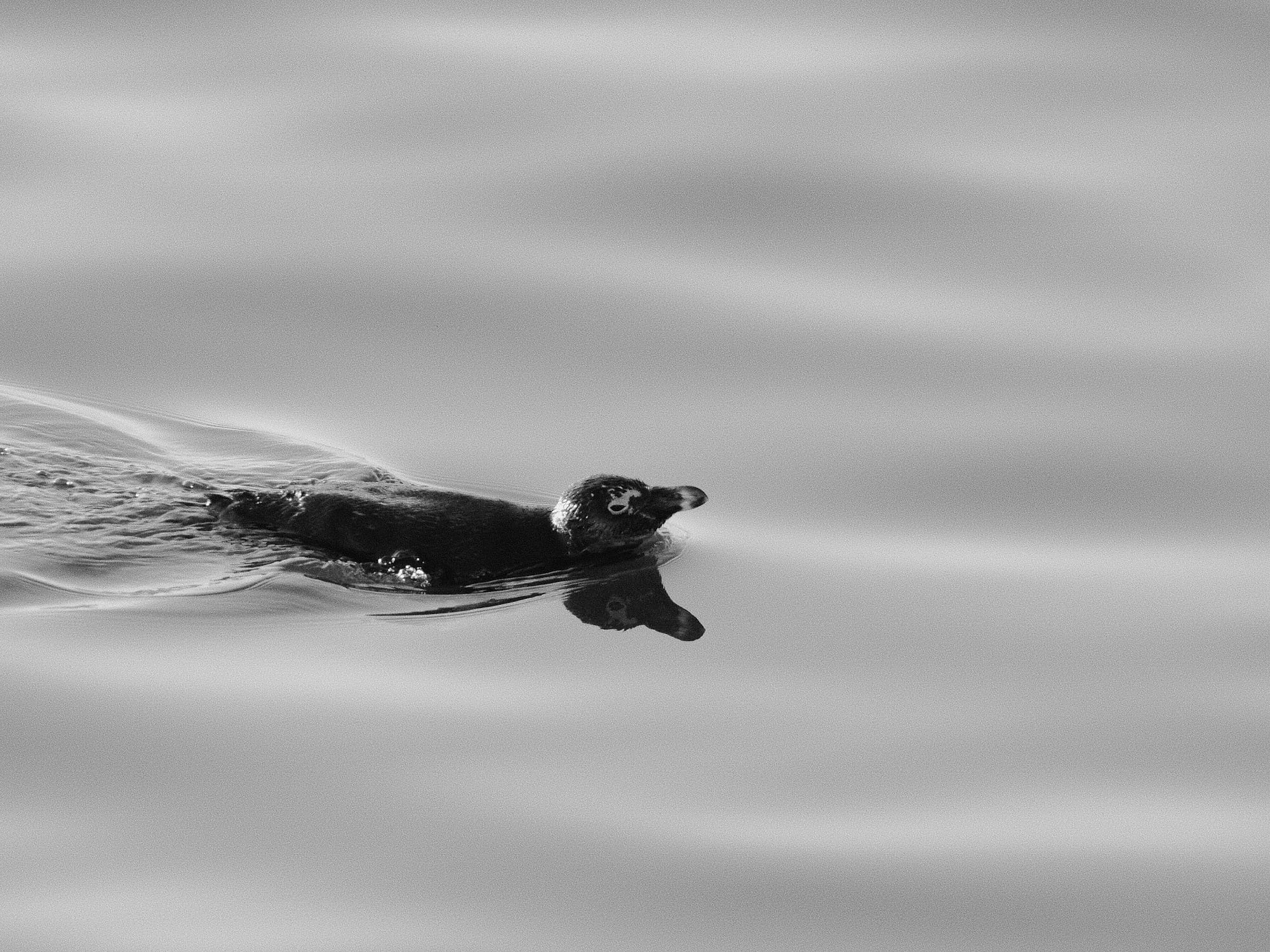 Coastal Birds