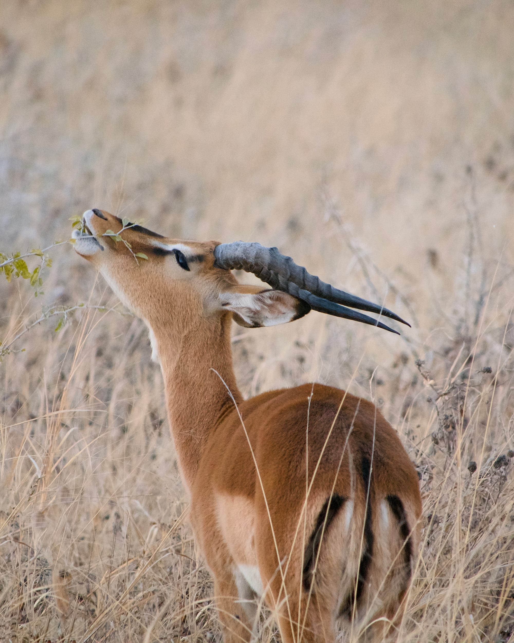 Antelope