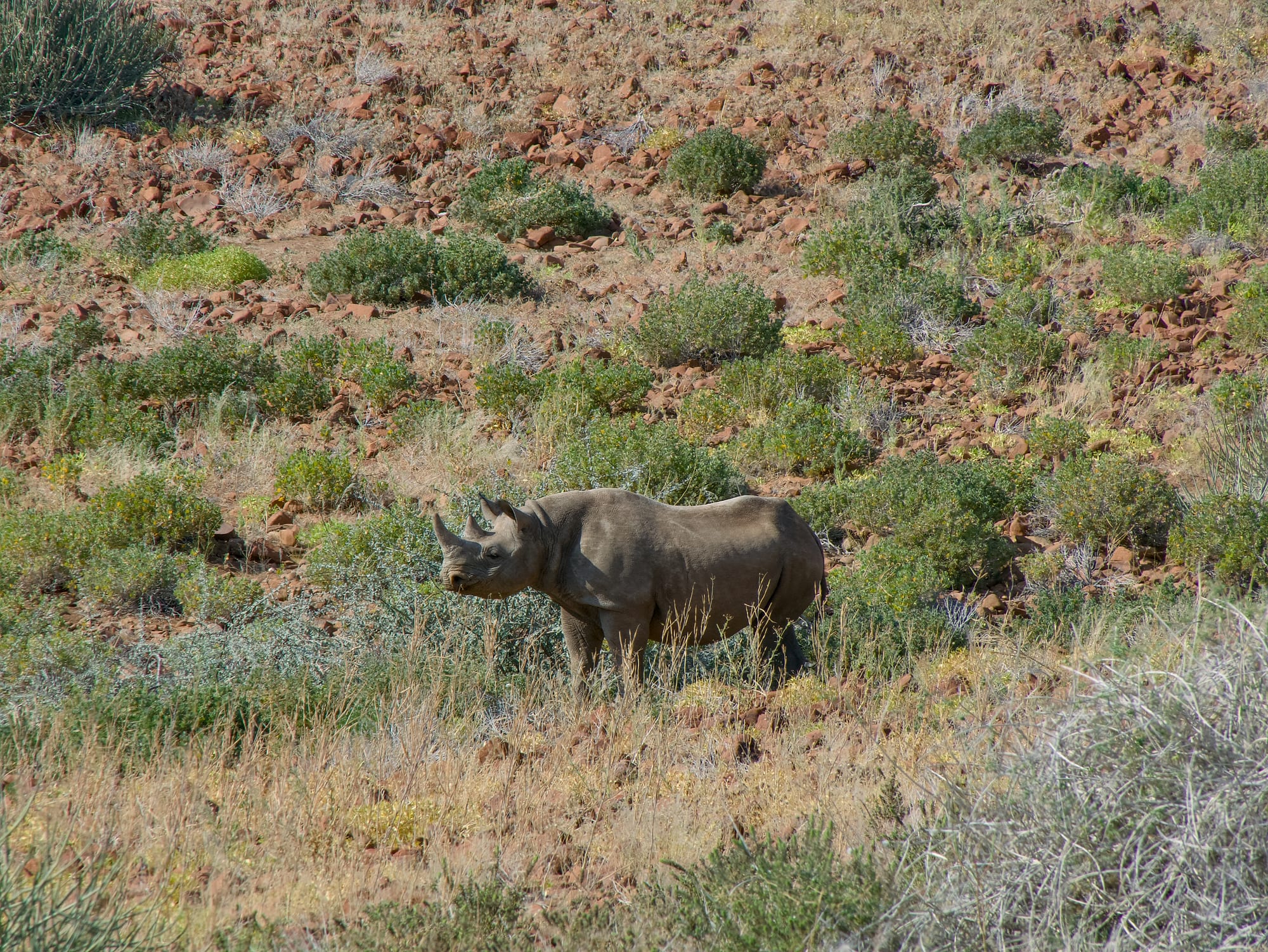 Tracking Black Rhino