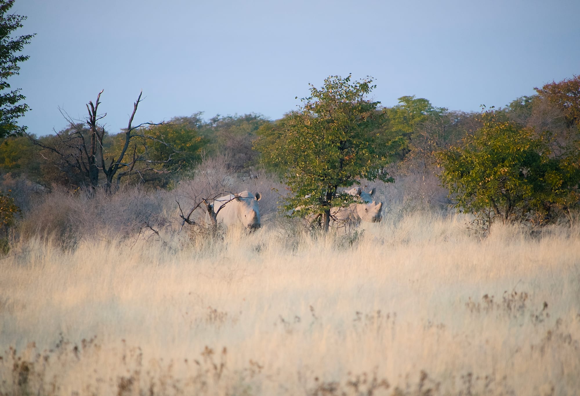 White Rhino at Dawn