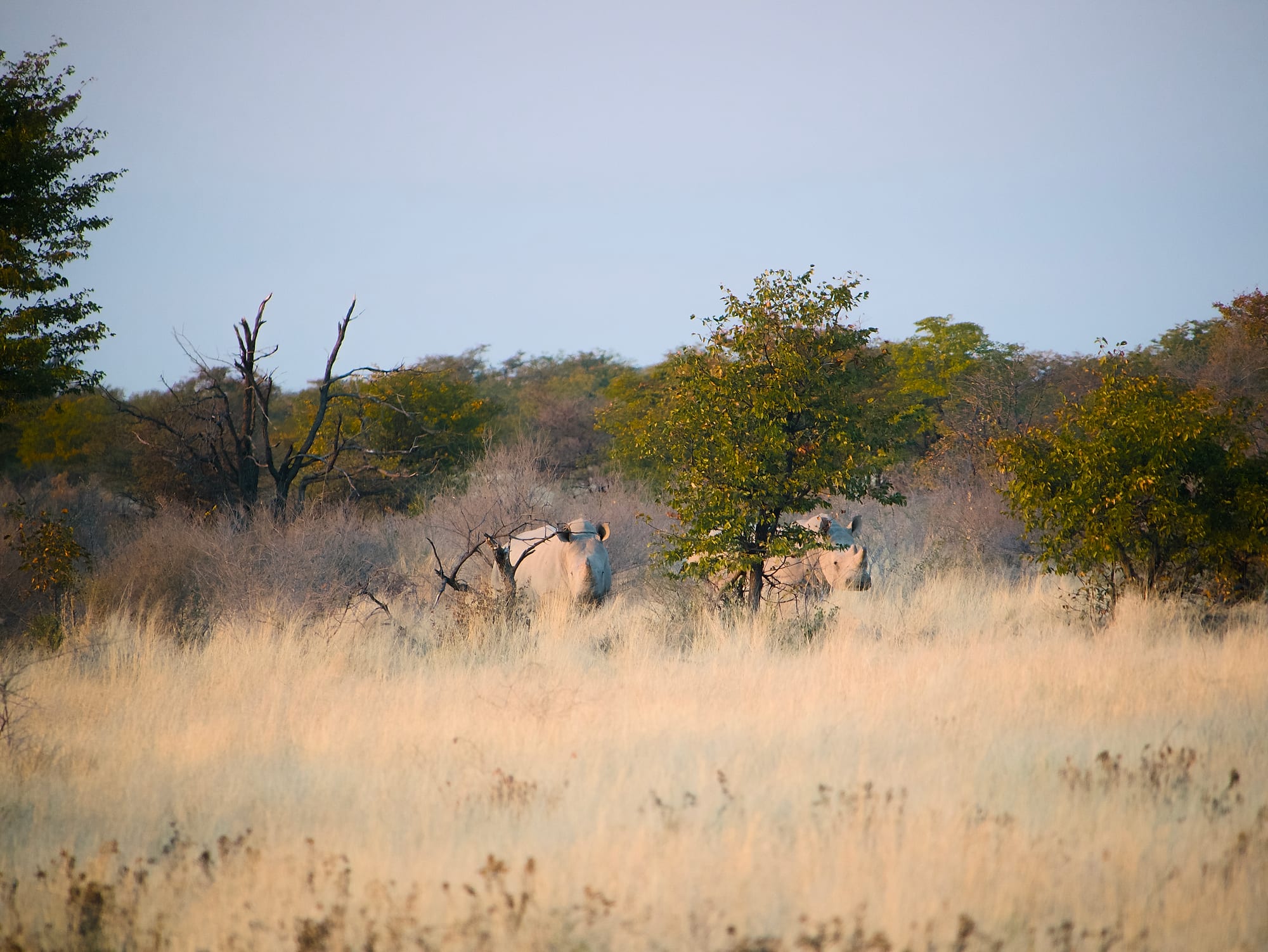 White Rhino at Dawn