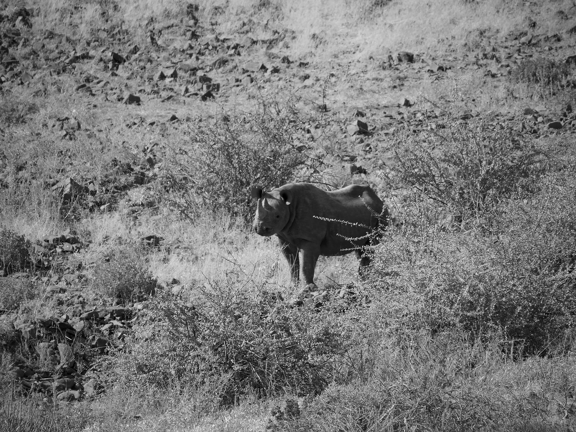 Tracking Black Rhino