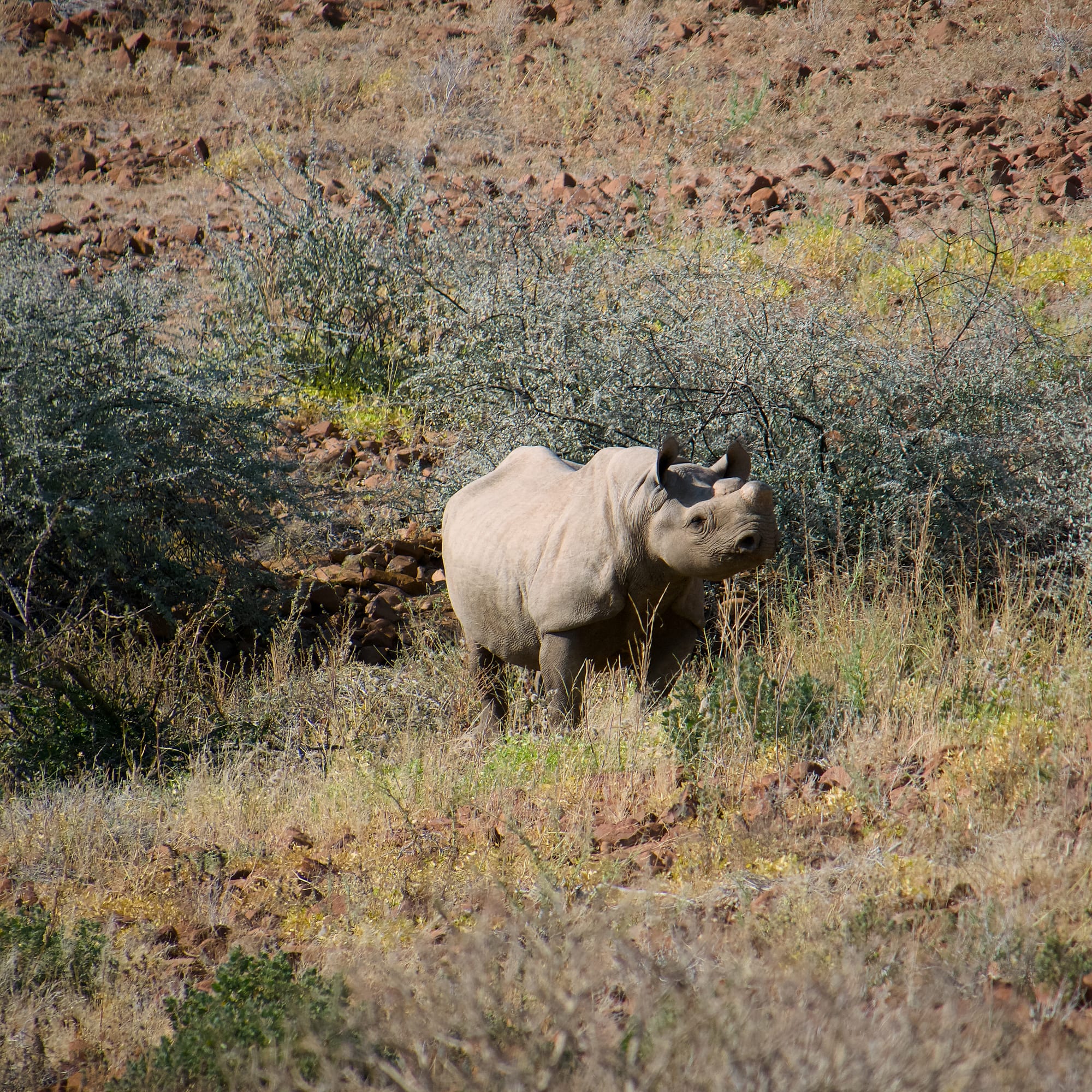 Tracking Black Rhino