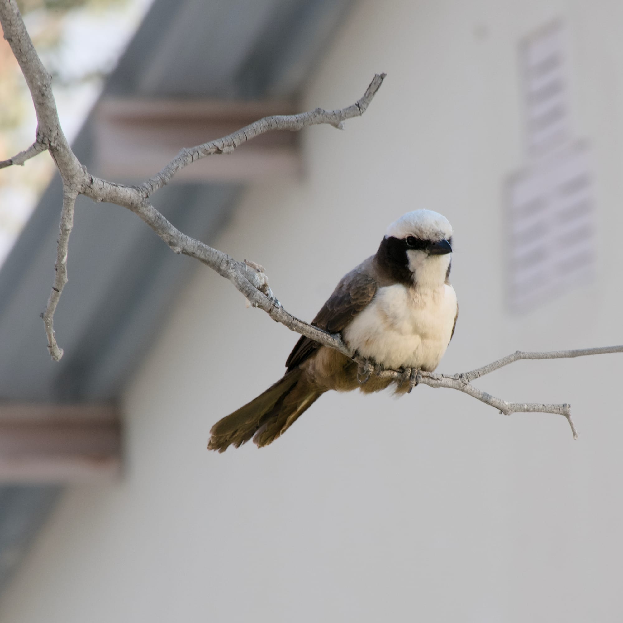 Birds of the Bush