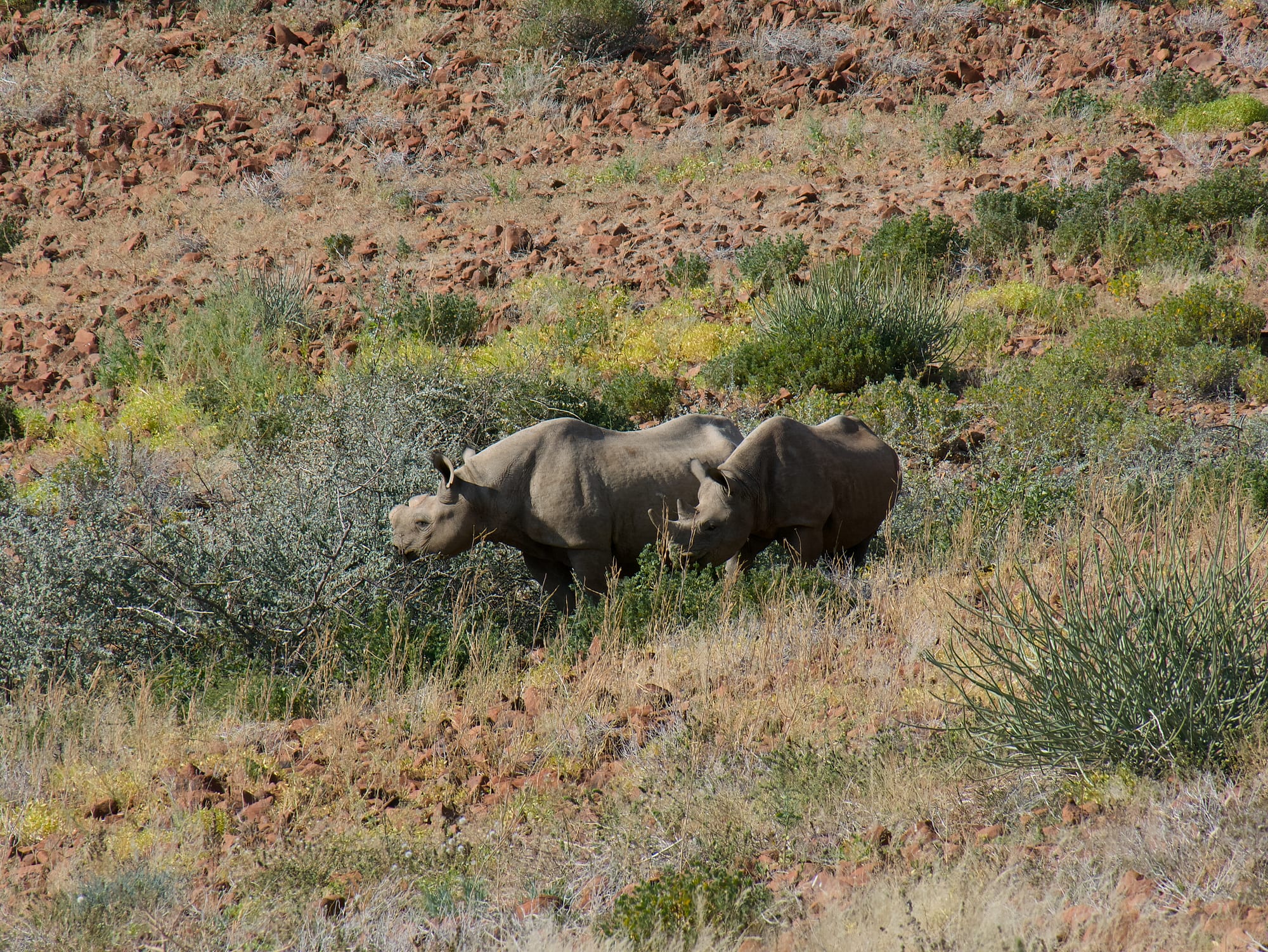 Tracking Black Rhino