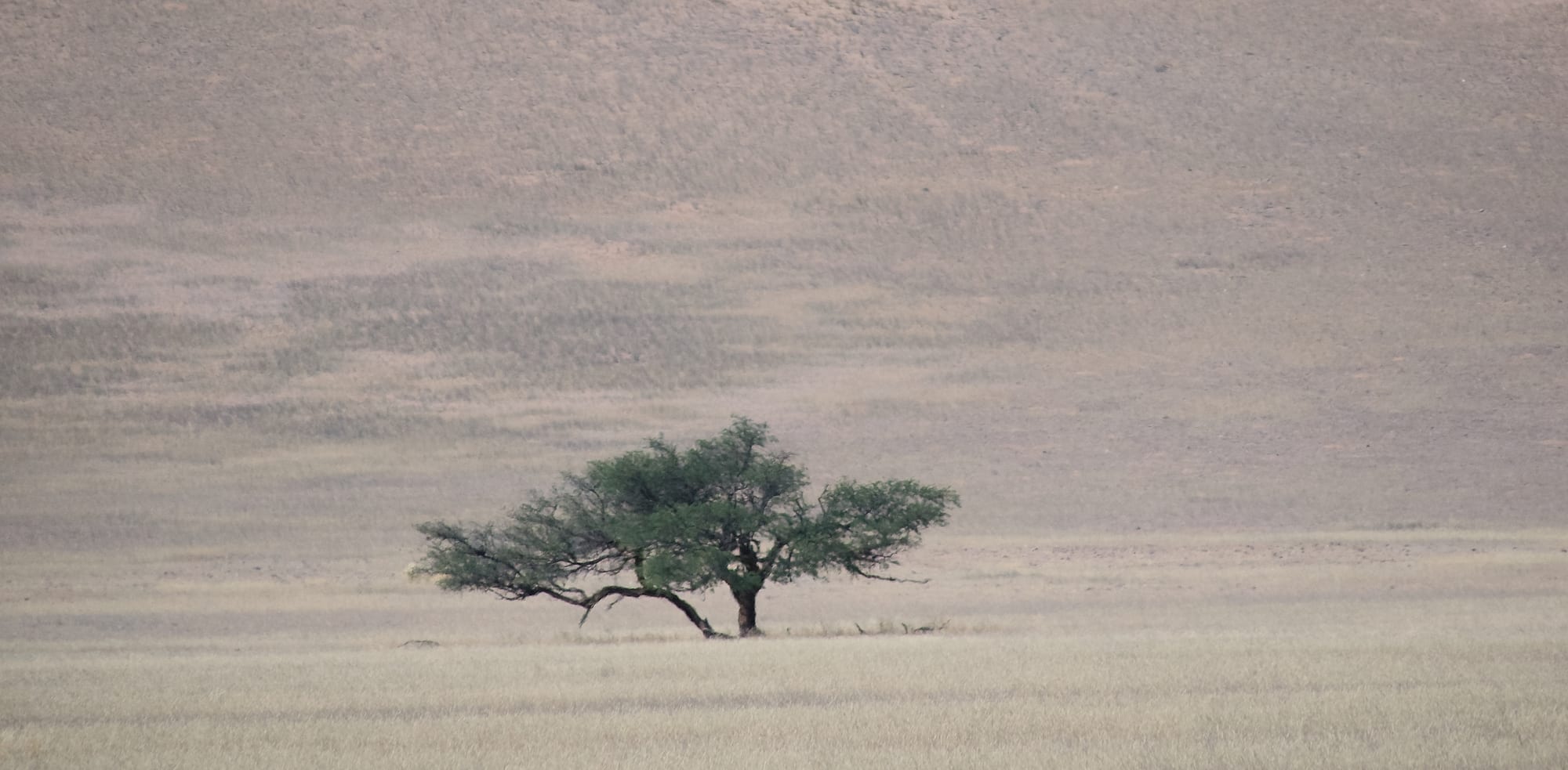 Small Tree, Large Country
