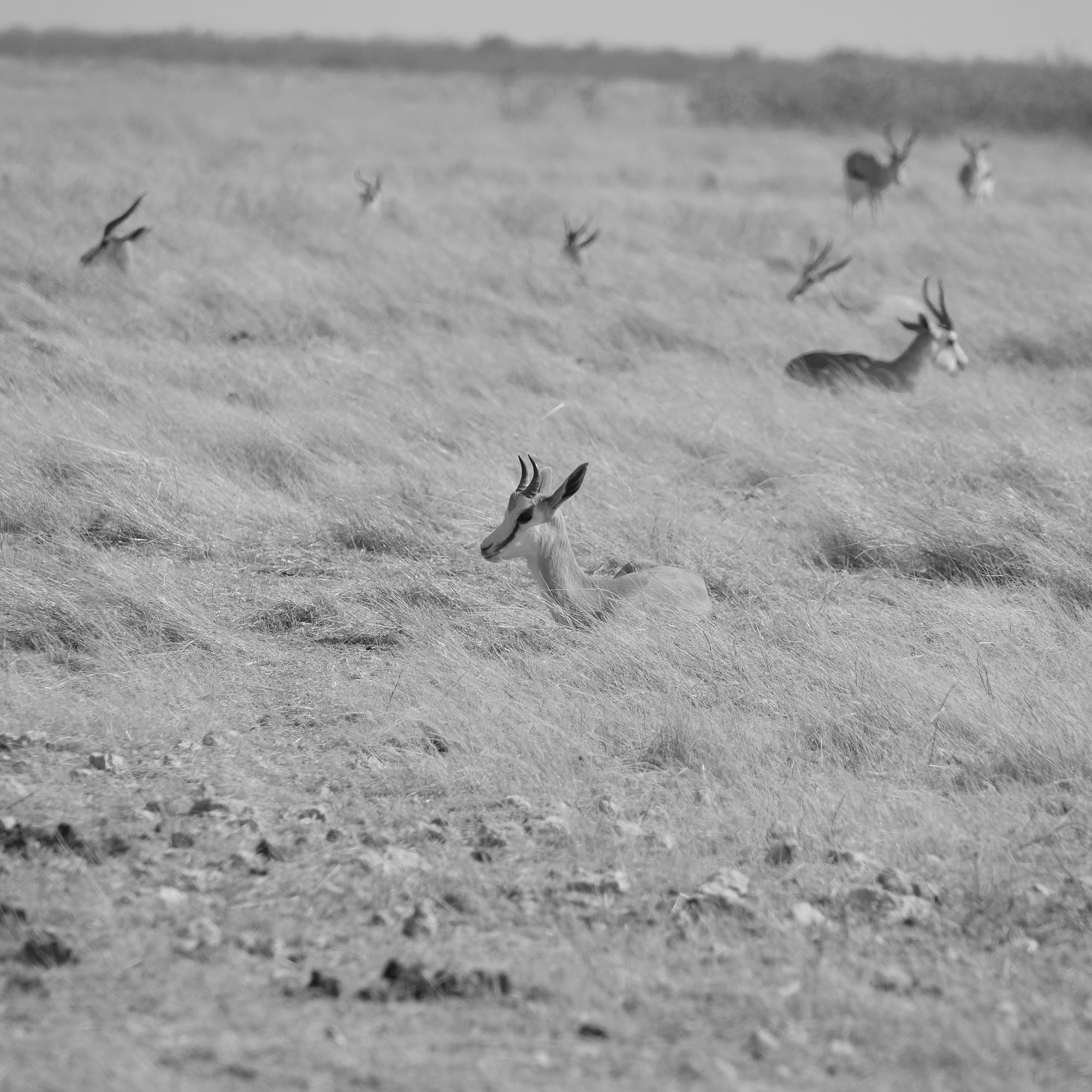 Antelope