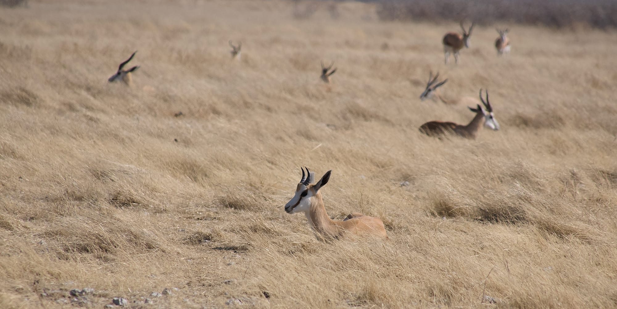 Antelope