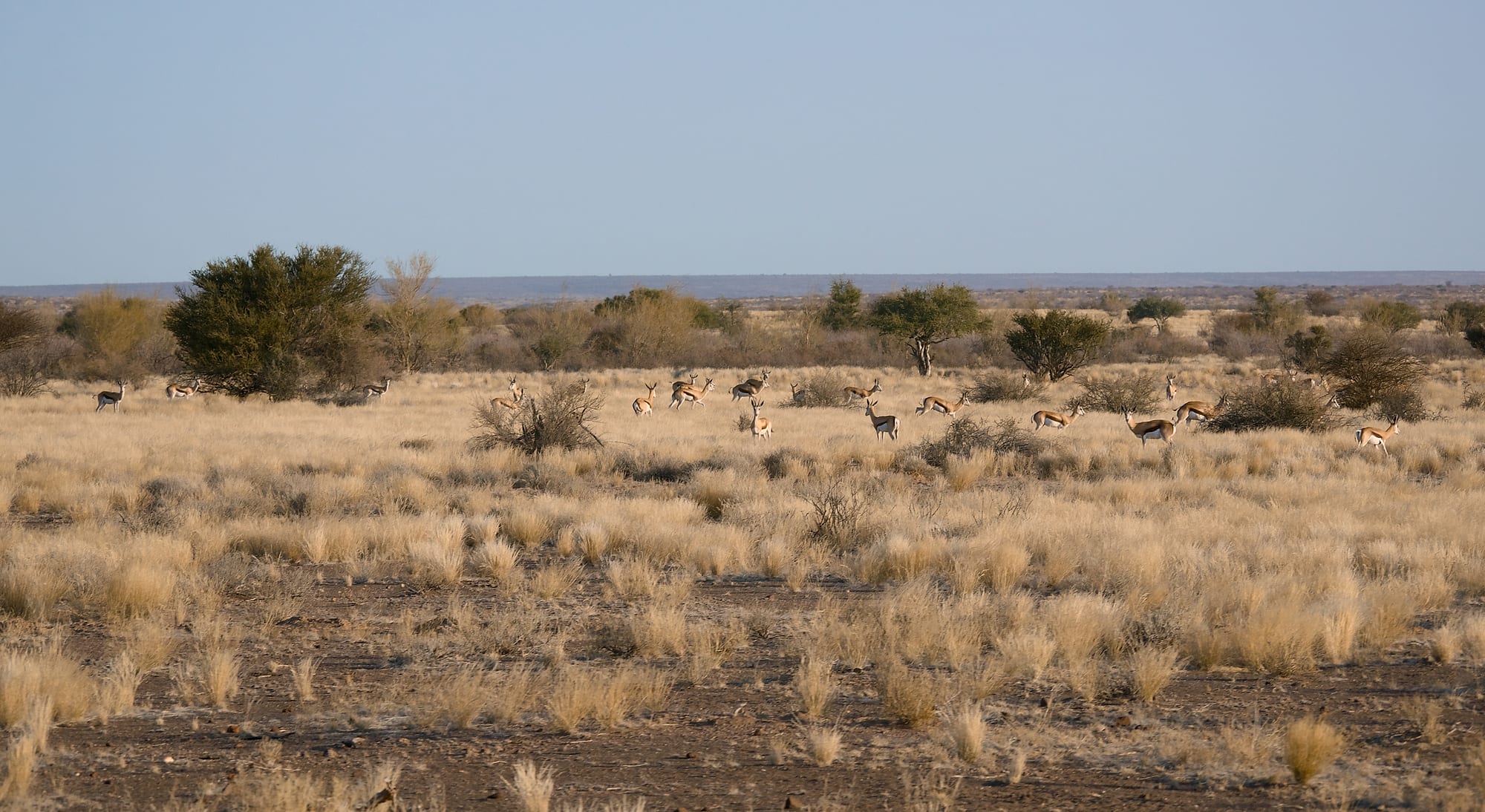 Kalahari Evening