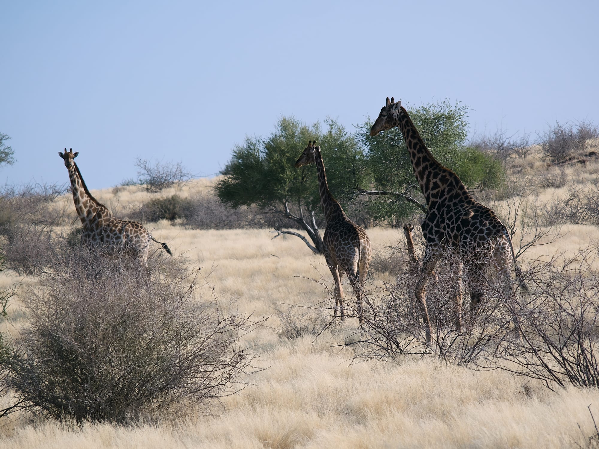 Giraffes