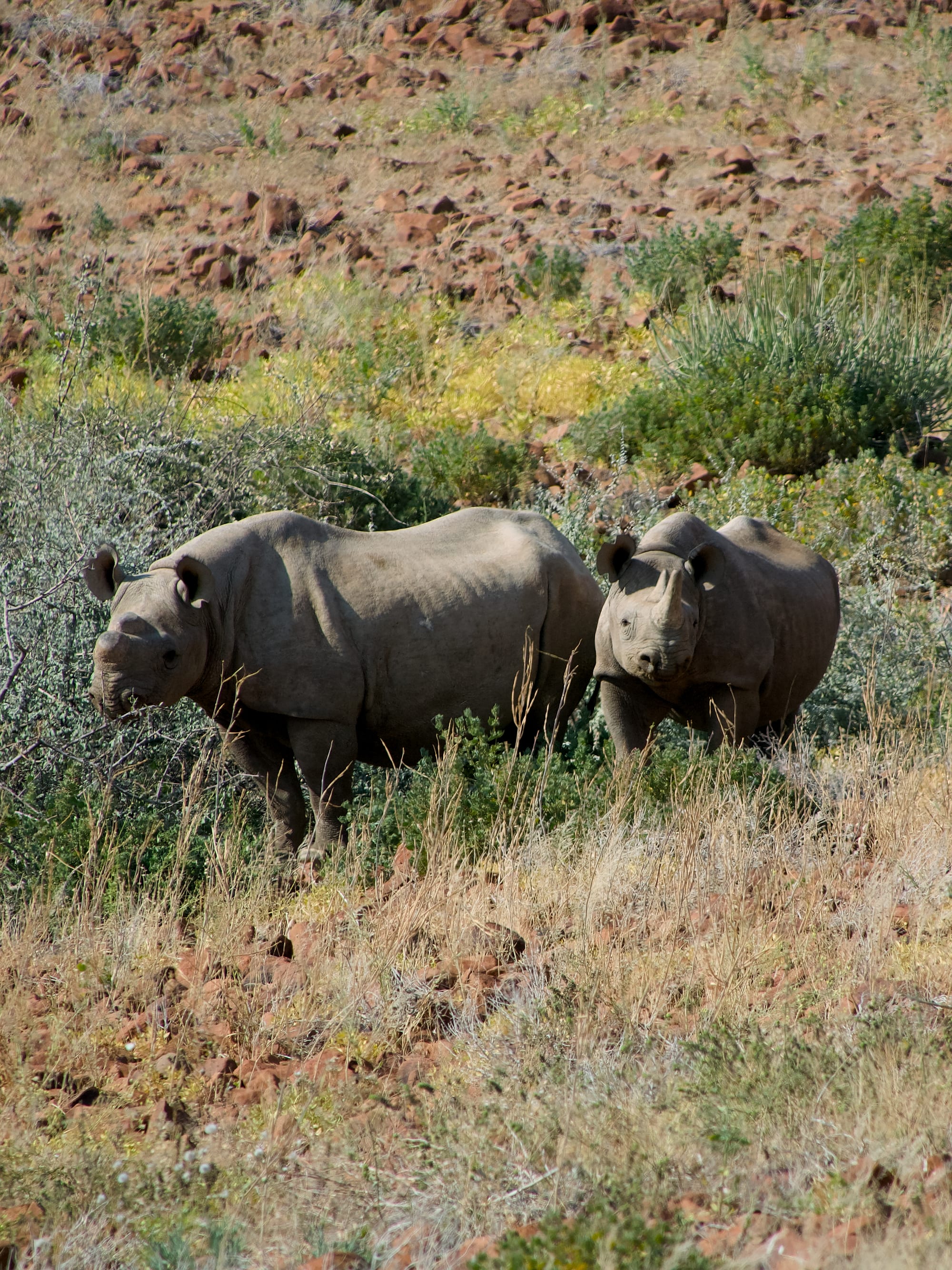 Tracking Black Rhino