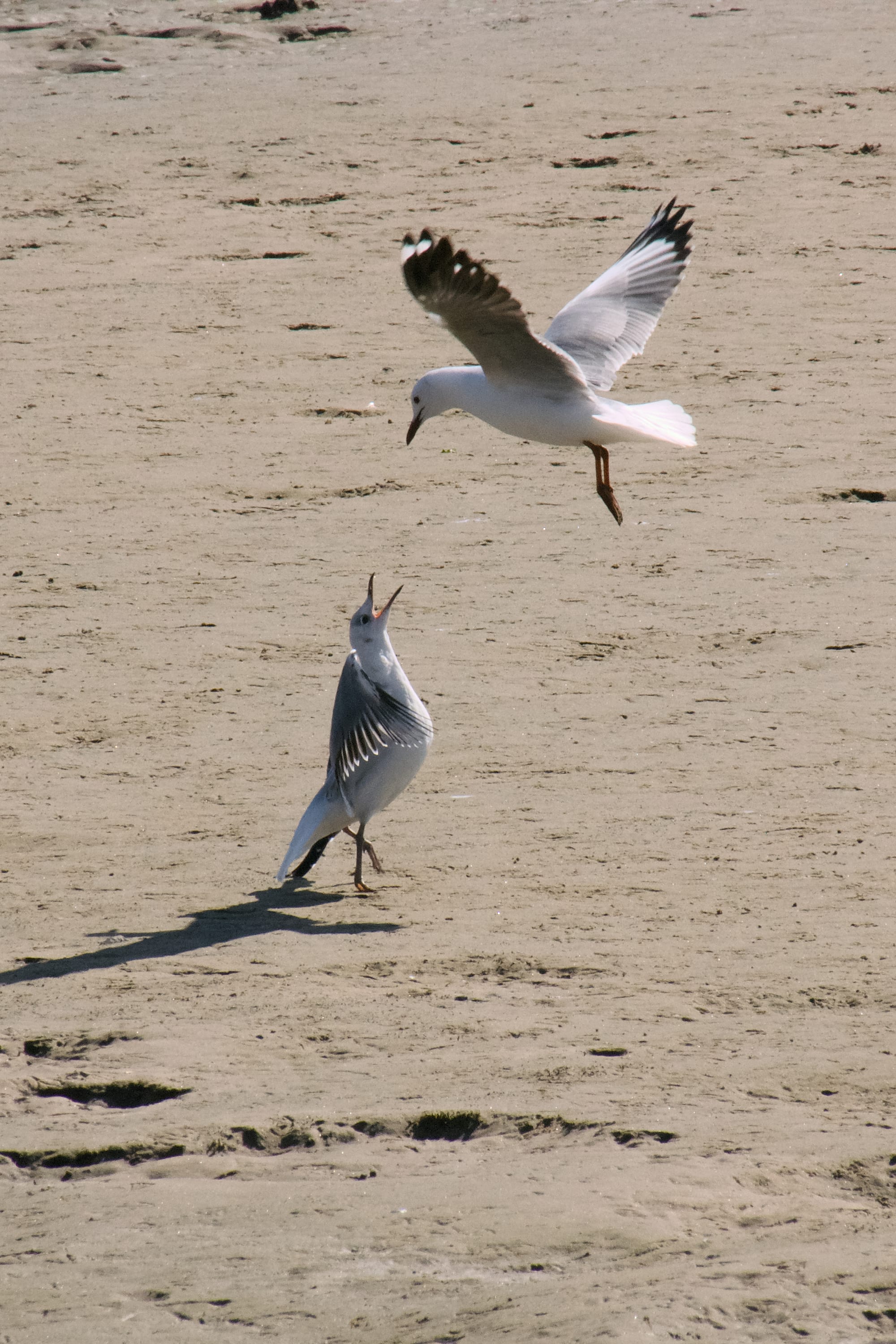 Coastal Birds