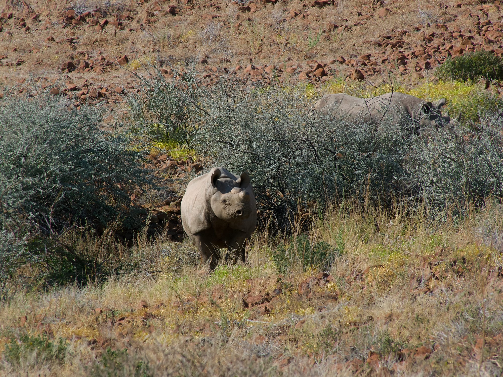 Tracking Black Rhino