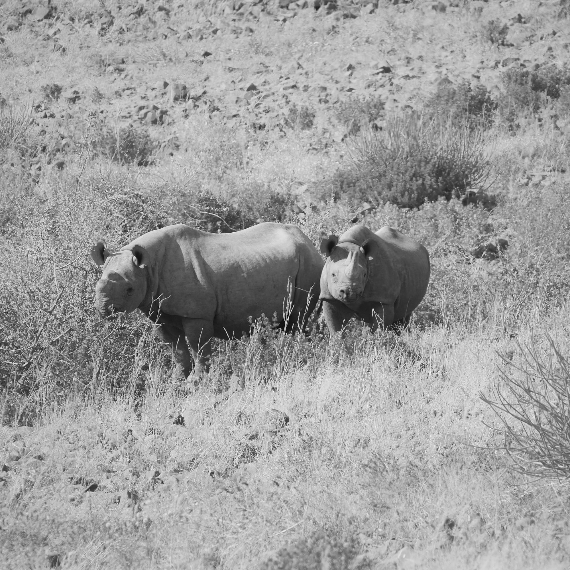 Tracking Black Rhino