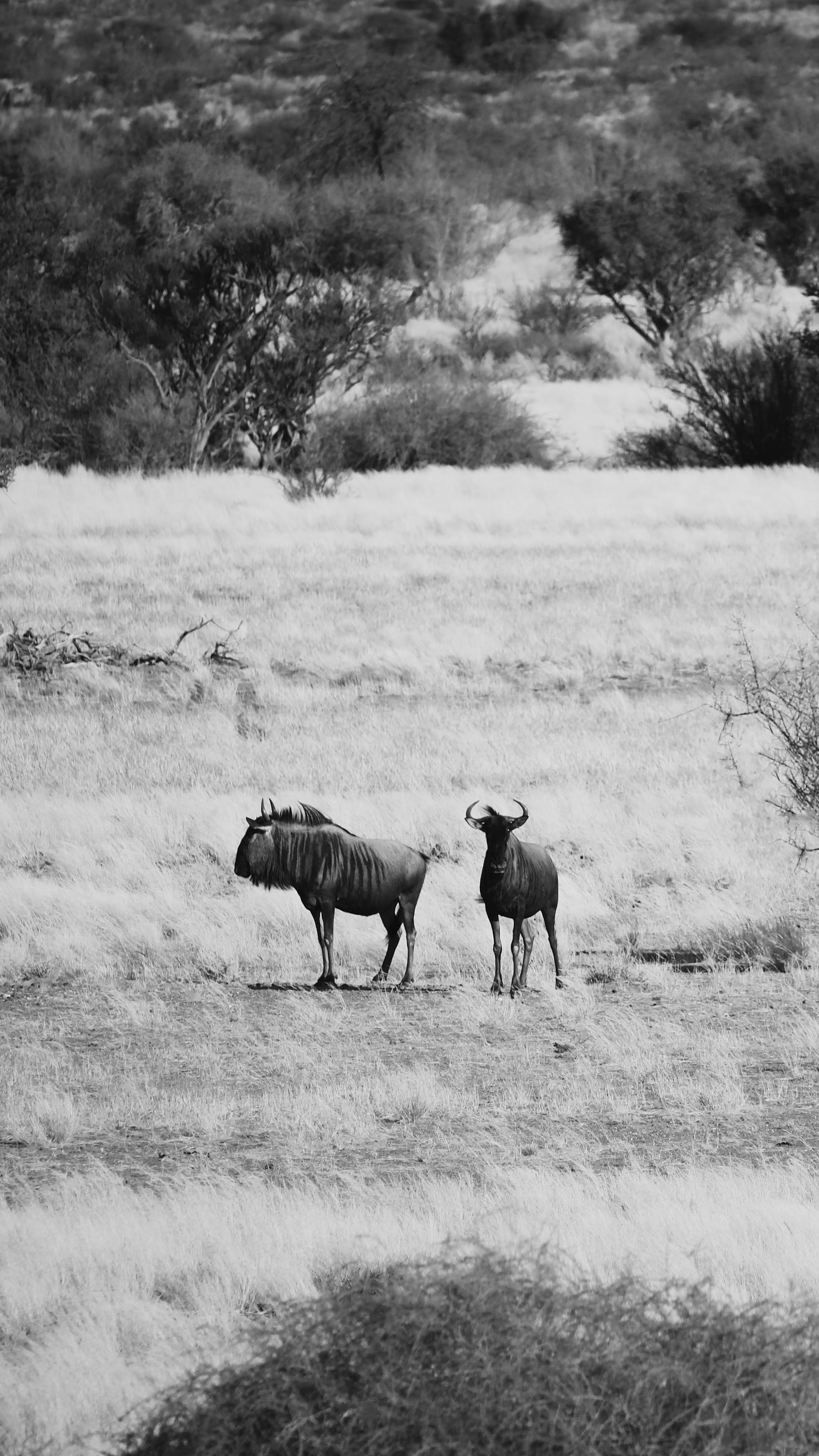 Wildebeest