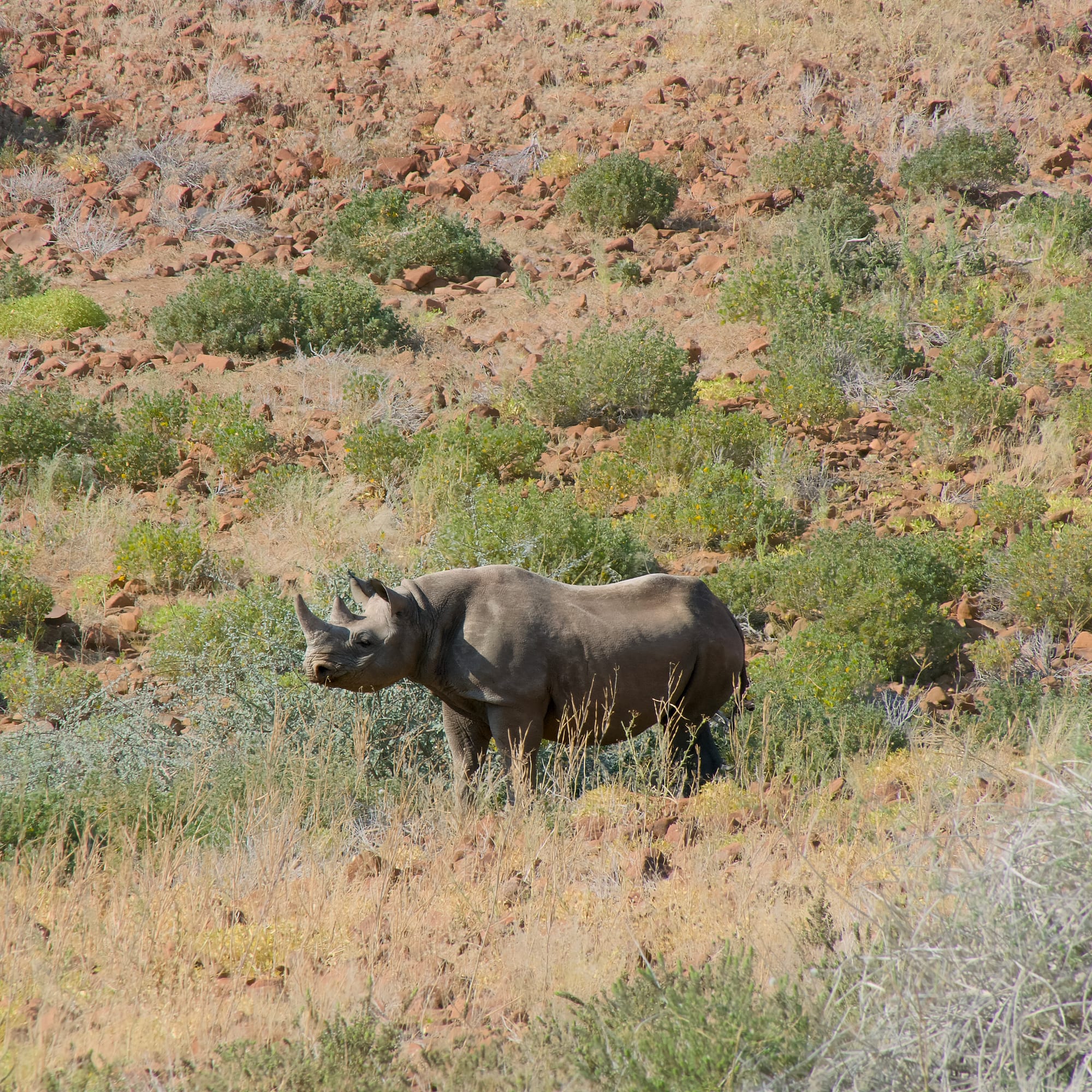 Tracking Black Rhino