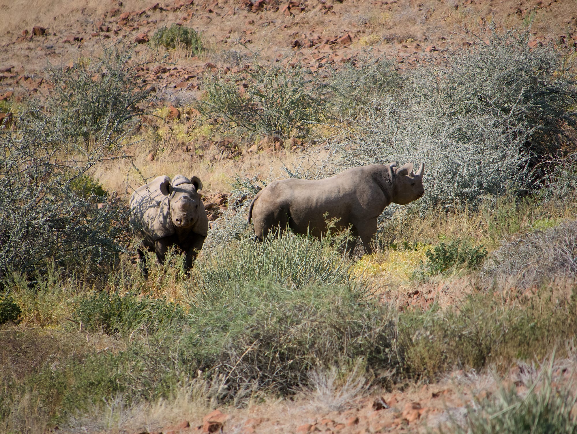 Tracking Black Rhino