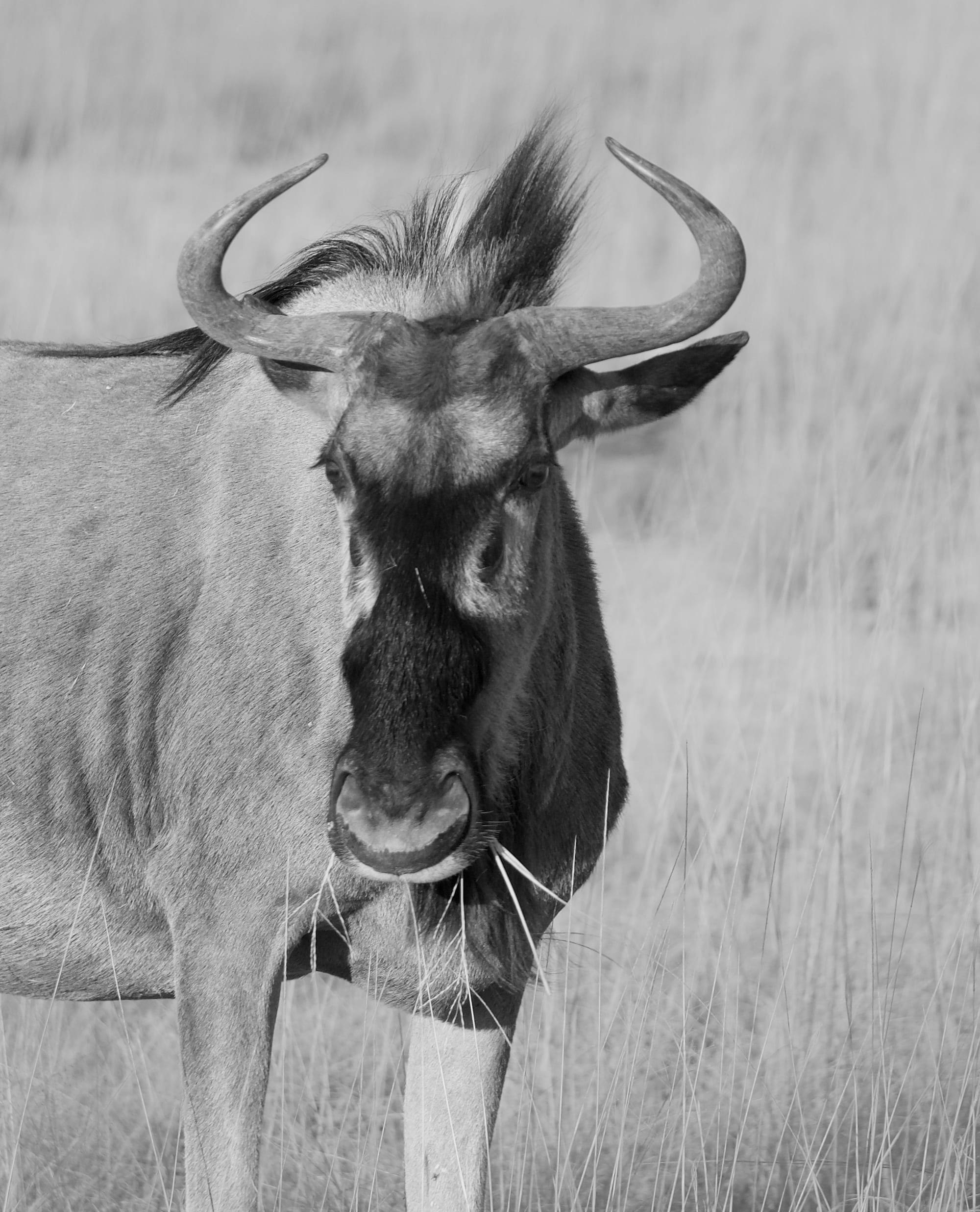 Wildebeest