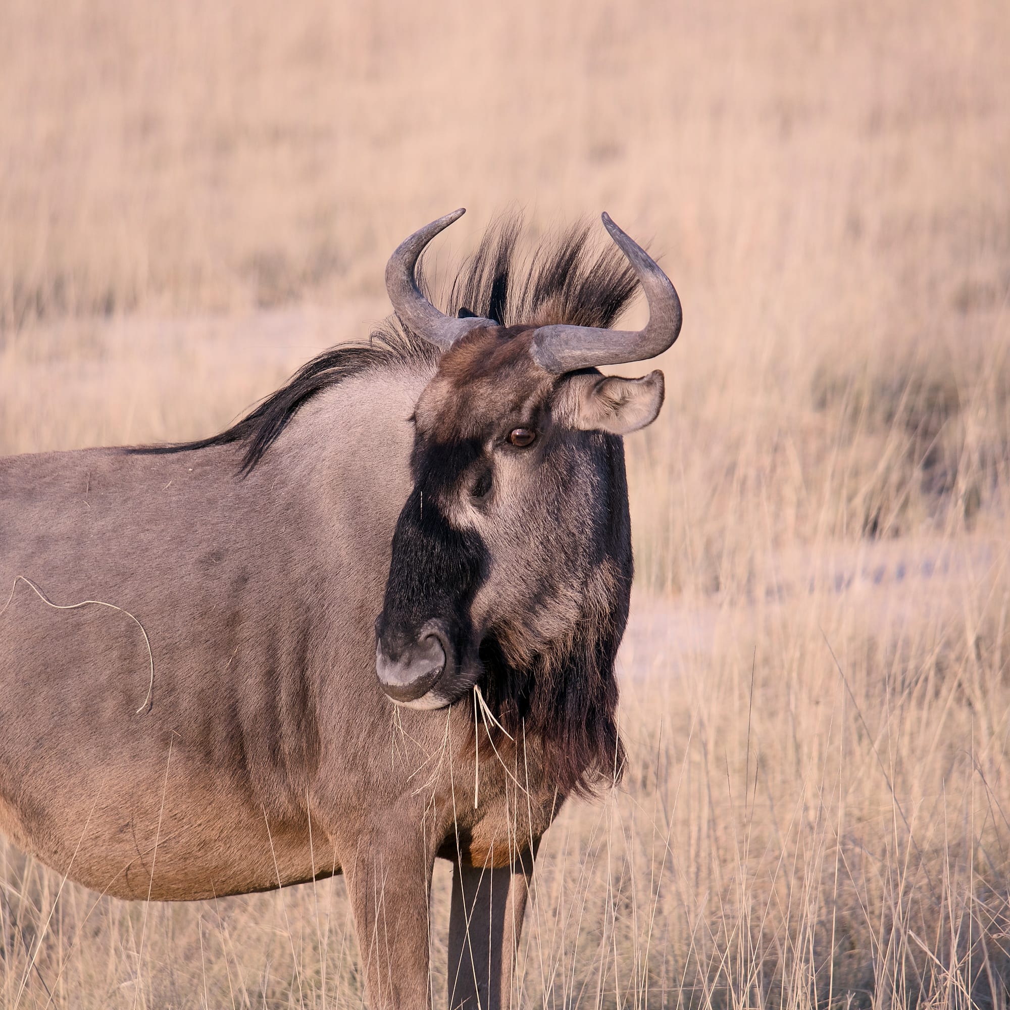 Wildebeest