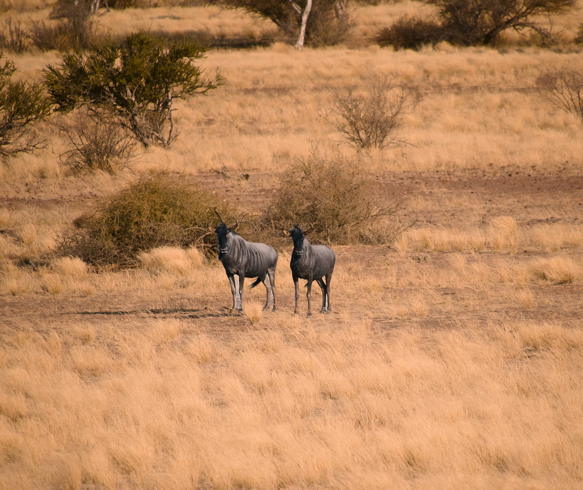 Wildebeest