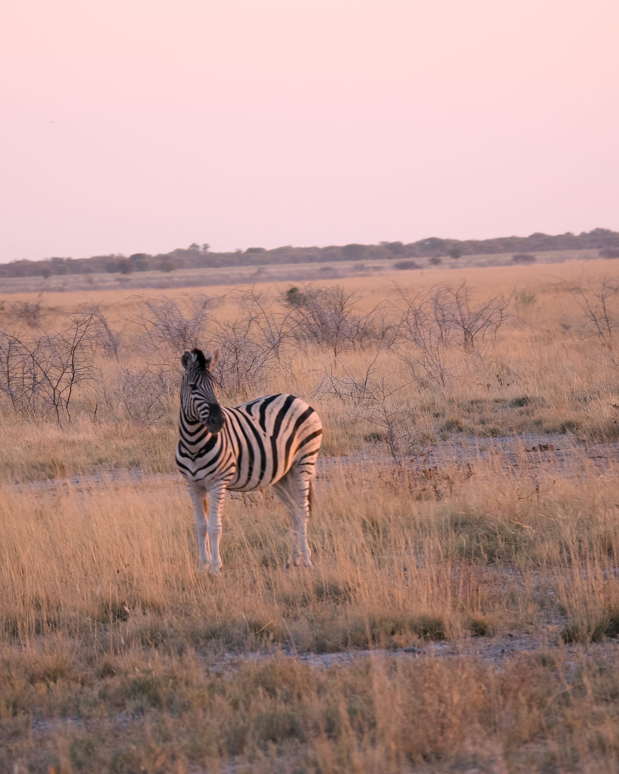 Zebra