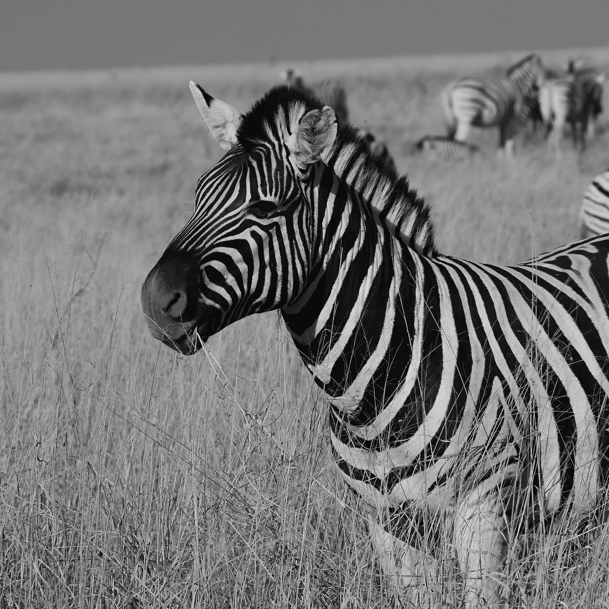 Zebra