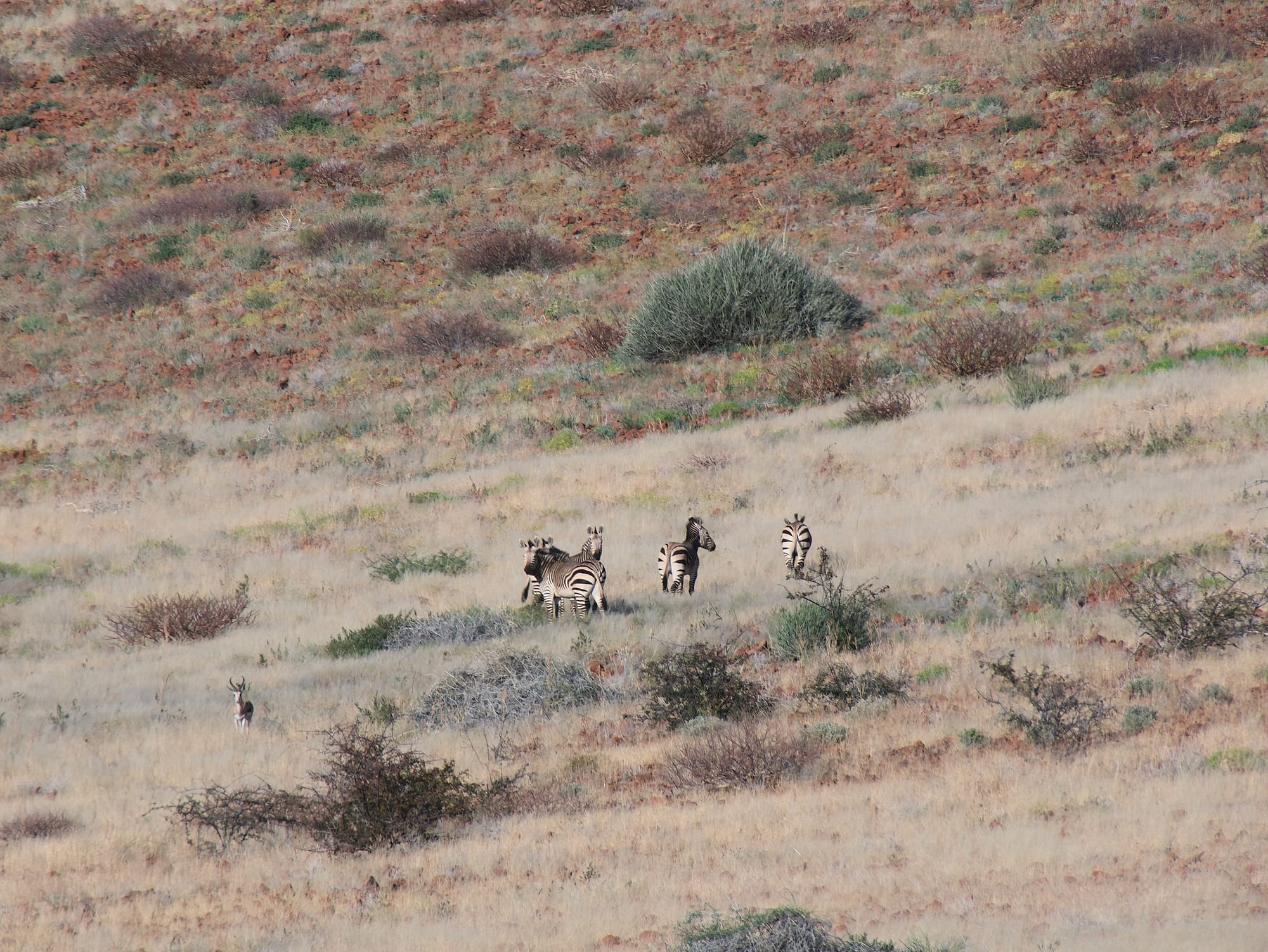 Zebra